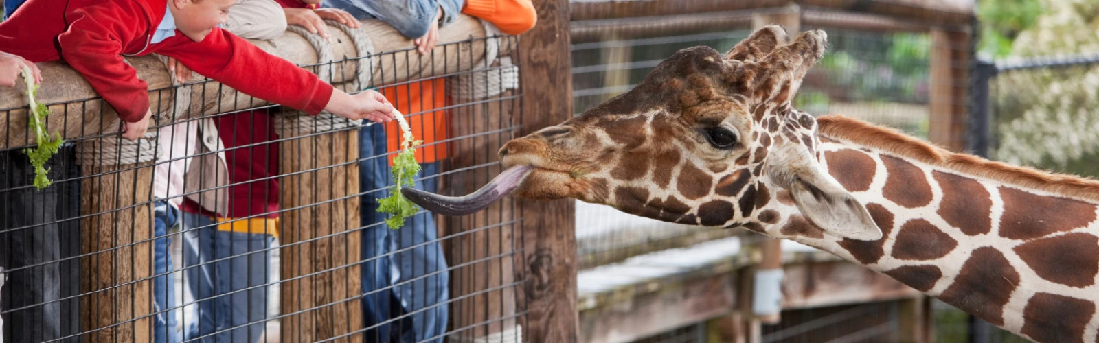 Animal Encounters at Lainzer Tiergarten