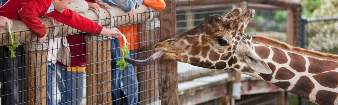 Animal Encounters at Lainzer Tiergarten