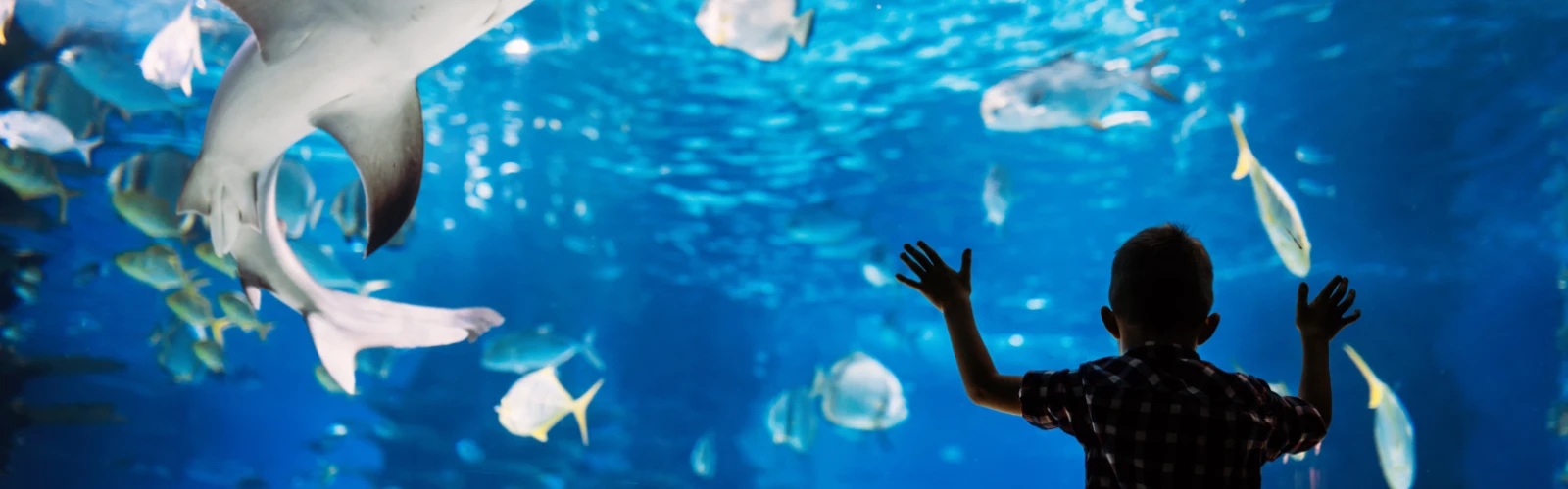 Vienna’s Zoos and Aquariums: A Guide for Families