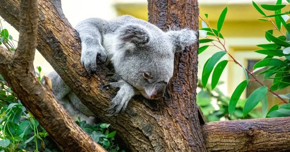 Zoo dan Akuarium di Vienna. Panduan untuk Keluarga
