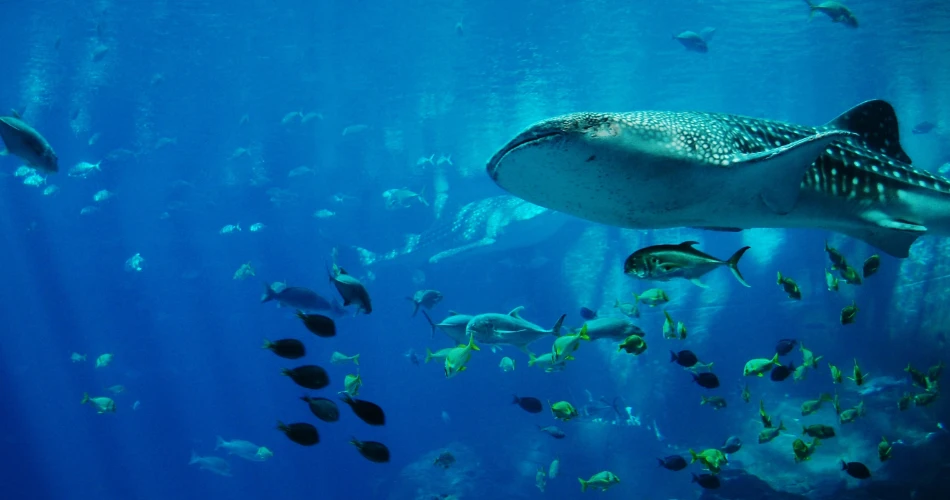 Zoo dan Akuarium di Vienna. Panduan untuk Keluarga