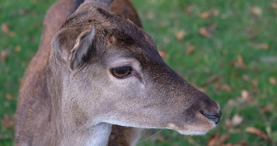 Zoo dan Akuarium di Vienna. Panduan untuk Keluarga