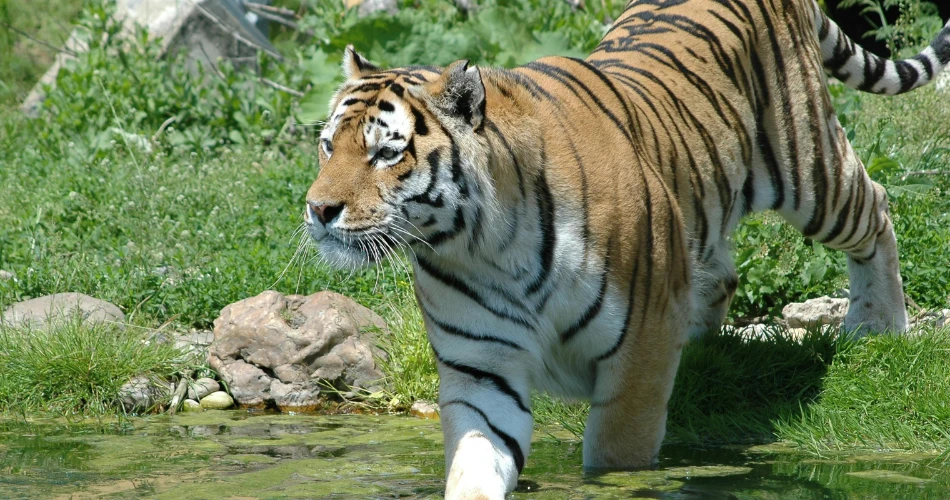 Zoo dan Akuarium di Vienna. Panduan untuk Keluarga