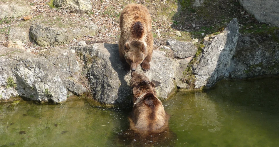 莱因泽动物园的动物邂逅